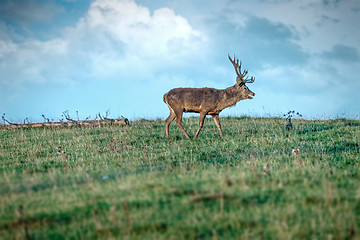 Image showing deer in the meadow