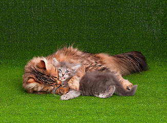 Image showing Cat and kitten