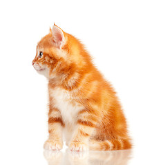 Image showing Red kitten