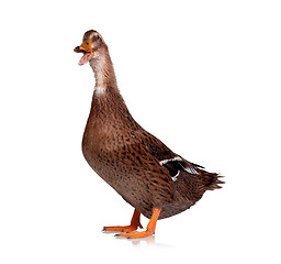 Image showing Domestic duck