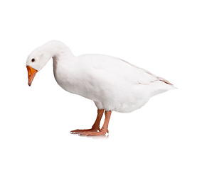 Image showing Domestic goose