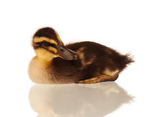 Image showing Domestic duckling