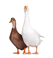 Image showing Duck and goose