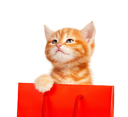 Image showing Red kitten