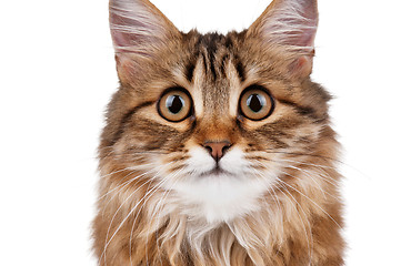 Image showing Portrait of cat