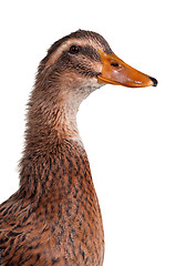 Image showing Domestic duck