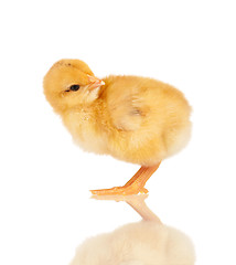 Image showing Little chicken