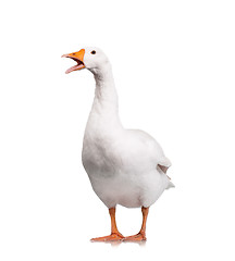 Image showing Domestic goose