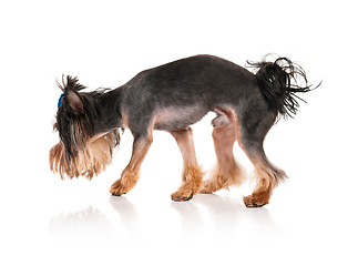 Image showing Yorkshire terrier