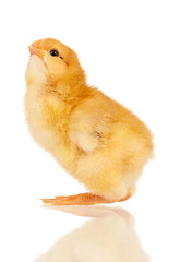 Image showing Little chicken