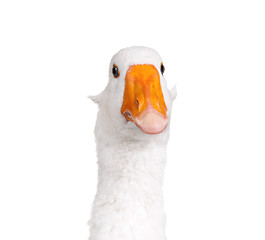 Image showing Domestic goose