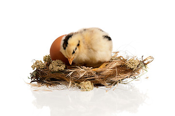 Image showing Chicken in nest