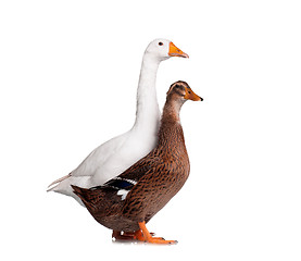 Image showing Duck and goose