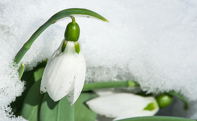 Image showing Snowdrop flower in a snow