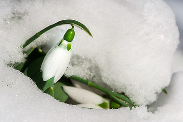 Image showing Snowdrop flower in a snow