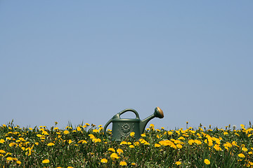 Image showing Green watering-can among yellow flowers