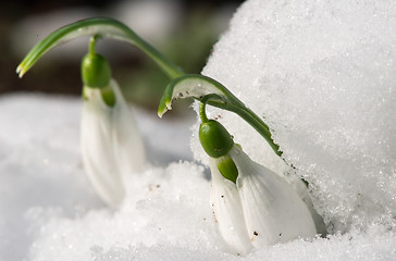 Image showing Snowdrop flower in a snow