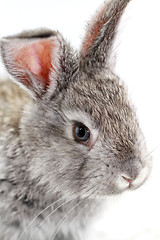 Image showing Gray rabbit