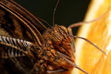 Image showing Macro photograph of a butterfly 