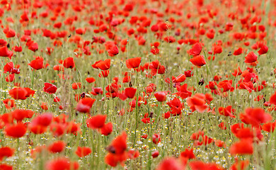 Image showing Red poppies