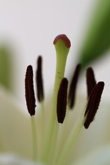 Image showing Flower blurred
