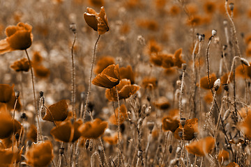 Image showing Red poppies