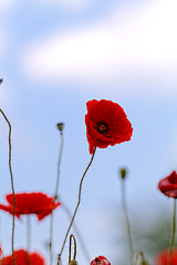 Image showing Red poppies