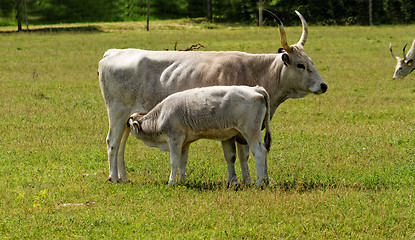 Image showing Gray cattle