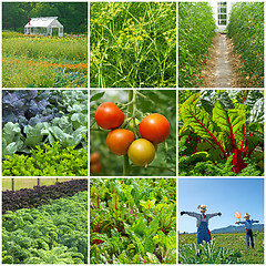 Image showing Vegetable garden