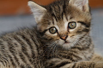 Image showing Tabby kitten