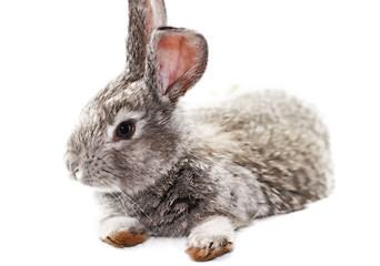 Image showing Gray rabbit