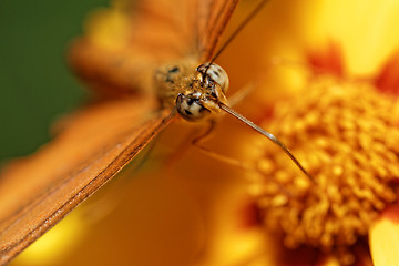 Image showing Orange butterfly