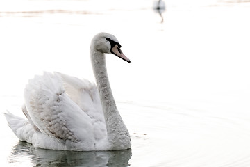 Image showing Lonely swan