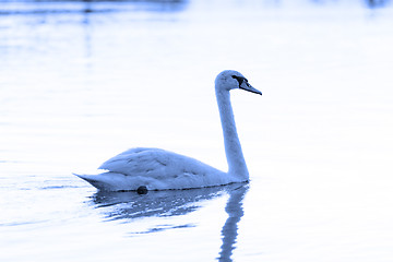 Image showing Lonely swan