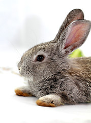 Image showing Gray rabbit