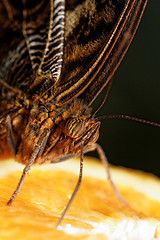 Image showing Macro photograph of a butterfly 