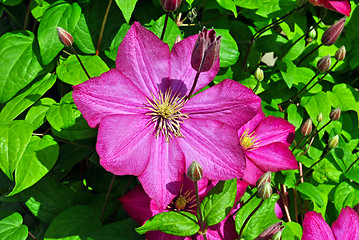 Image showing Flower of phlox. 