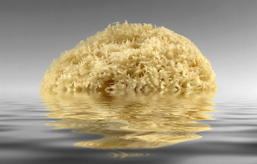 Image showing sinking yellow natural sponge