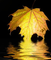 Image showing sinking autumn leaf