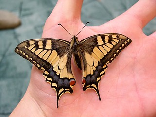 Image showing yellow butterfly on the hand