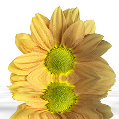 Image showing sunken yellow flower