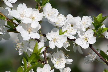 Image showing Apple flowers