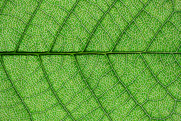 Image showing Green leaf