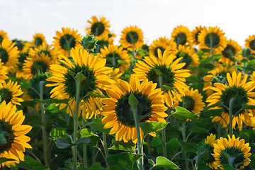 Image showing Sunflowers