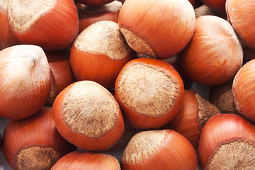 Image showing Hazelnuts or filbert