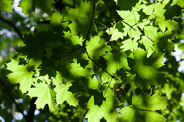 Image showing Leaves background