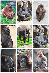 Image showing Monkeys