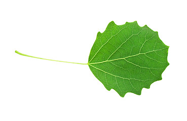 Image showing Green leaf