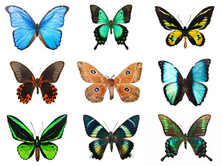 Image showing Tropical butterflies