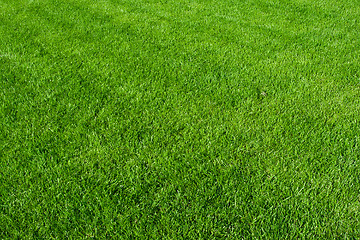 Image showing Green grass